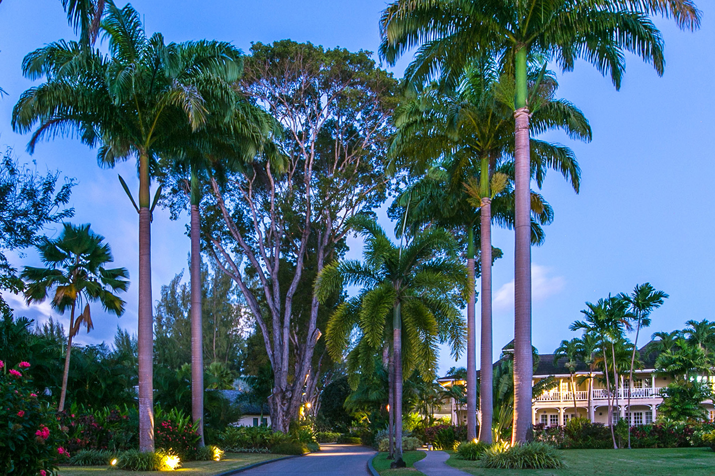 Tropical palms